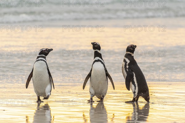 Magellanic penguins (Sphreniscus magellanicus), group landing on a beach in the morning light, Volunteer Point, Falkland Islands, Great Britain, South Atlantic, South America