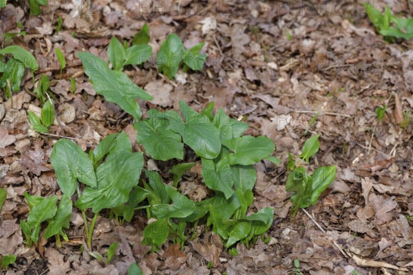Arum, leaves, leaf, spring, forest floor, spring, green, poisonous plant, poisonous, danger of confusion, wild garlic, forest, Schwäbisch Hall, Germany, Europe