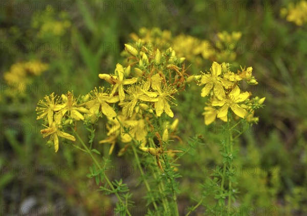 Common St John's wort, Hypericum perforatum, amber, St John's wort, Tipton's weed, chase-devil, Klamath weed