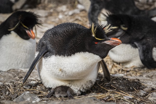 Rockhopper penguin (Eudyptes chrysocome) breeding, Bleaker Island, Falkland Islands, Great Britain, South Atlantic, South America