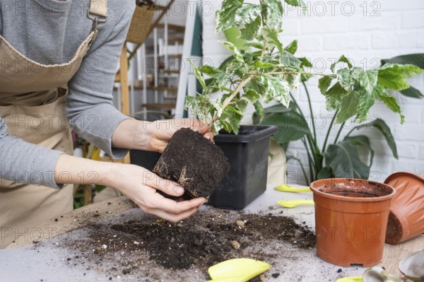 Repotting a home plant hibiscus variegated into a new pot in home interior. Caring for a potted plant, hands close-up