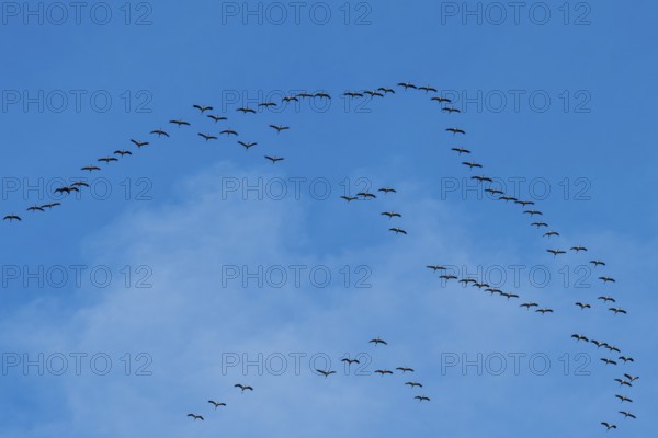 Flying birds form a V-formation in the blue sky under scattered clouds, cranes, Gruidae, on their way south