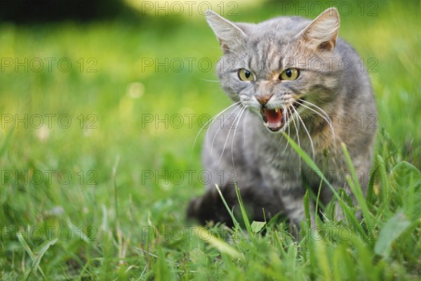 Gray cat in grass with an aggressive expression, baring teeth and hissing