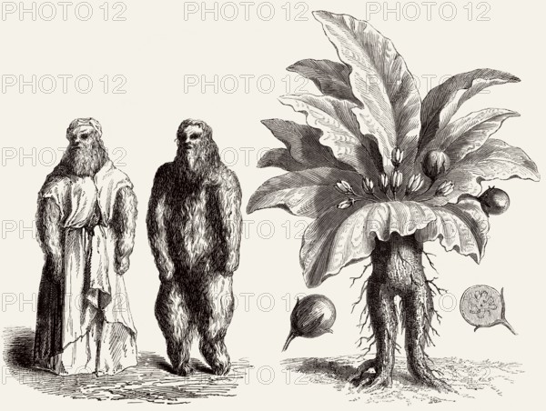 Mandrake, Mandragora officinarum, Mandragora officinarum, illustration from the 19th century