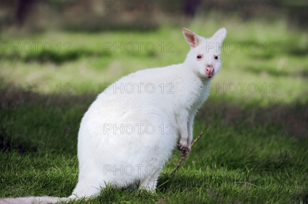 Red-naped wallaby, red-necked wallaby (Macropus rufogriseus)