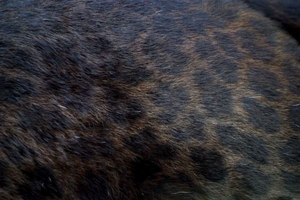 BLACK PANTHER (panthera pardus), CLOSE-UP OF ADULT HAIR COAT