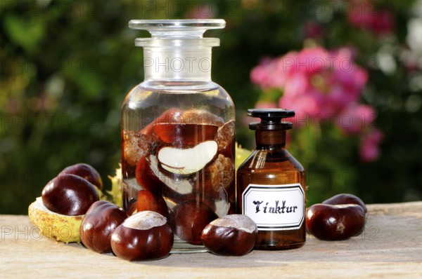 (Aesculus hippocastanum), chestnut, horse chestnut tincture