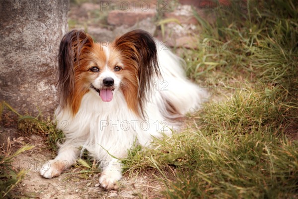 Portrait of papillon purebreed dog lying on the grass