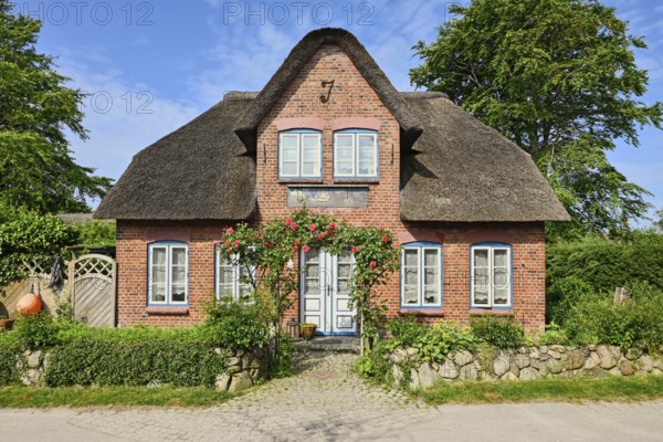 Thatched Frisian house in fog, Amrum, North Frisian Island, North Frisia, Schleswig-Holstein, Germany, Europe