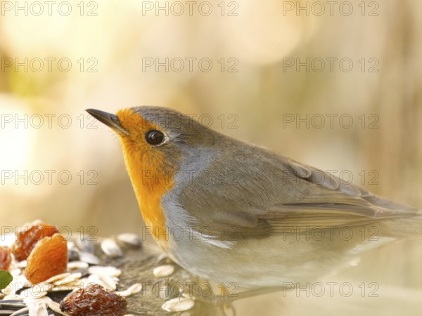 Sitting robin (Erithacus rubecula) on tree stump, bird feeder, Rhineland-Palatinate, Germany, Europe