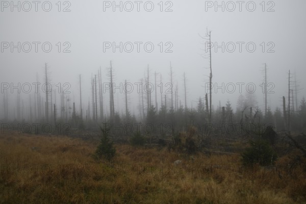 Harz, tree death, open areas due to tree death, foggy forest with bare trees and autumn vegetation