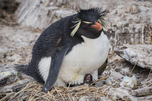 Rockhopper penguin (Eudyptes chrysocome) breeding, Bleaker Island, Falkland Islands, Great Britain, South Atlantic, South America