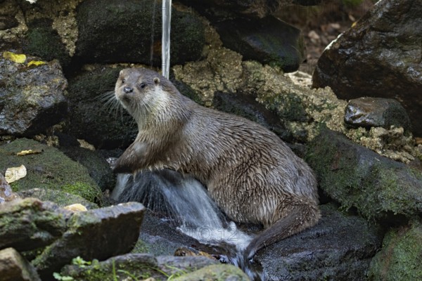 Otter sitting on rocks with waterfall looking left
