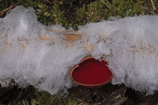 Hairis fruiting body white wavy ice needles on a tree trunk with green moss and Austrian Goblet with red fruiting body