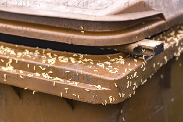 Numerous maggots on a brown rubbish bin