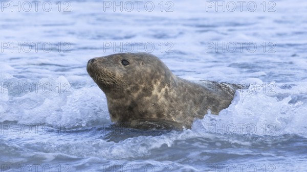 Grey seal (Halichoerus grypus) in the surf, Helgoland Island, Germany, Europe