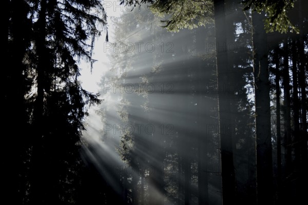 Rays of light fall through coniferous forest on a misty winter morning in the Hunsrück-Hochwald National Park, Rhineland-Palatinate, Germany, Europe