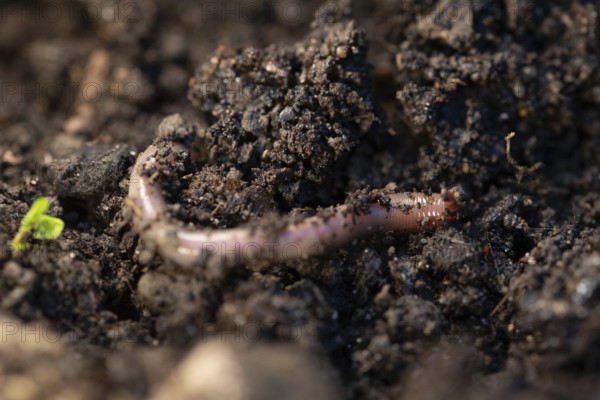 Earthworm (Lumbricidae), on soil, Velbert, North Rhine-Westphalia, Germany, Europe