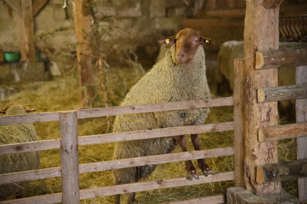 Coburg fox in sheepfold, fox sheep, sheep, Hohenloher Freilandmuseum, Wackershofen, Schwäbisch Hall, Hohenlohe, Germany, Europe