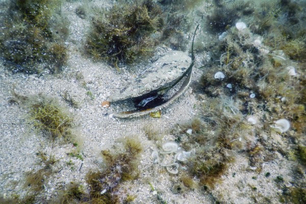 Noble Pen Shell (Pinna nobilis) Mediterranean Sea