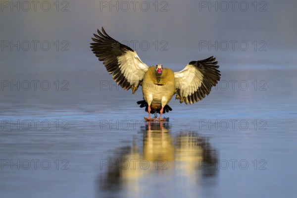 A Egyptian goose (Alopochen aegyptiaca) flies calmly over the water surface, its wings spread wide, Kassel, Hesse, Germany, Europe