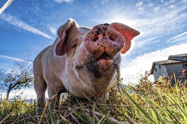 Close-up of a pig from below