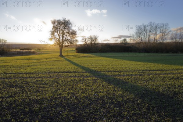 Long shadow of a tree at dusk, golden light, evening mood, twilight, sunbeam, sunlight, January, winter, sun, field, area, rose garden, agriculture, Schwäbisch Hall, Hohenlohe, Germany, Europe