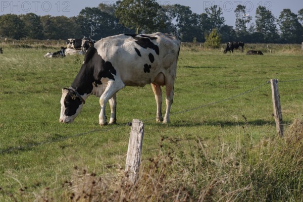 A cow grazing on a green meadow, with trees and a fence in the background, Greetsiel, East Frisia, Germany, Europe