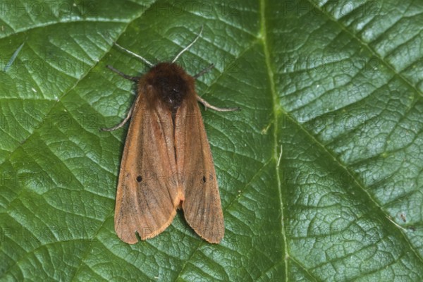 Cinnamon bear (Phragmatobia fuliginosa)