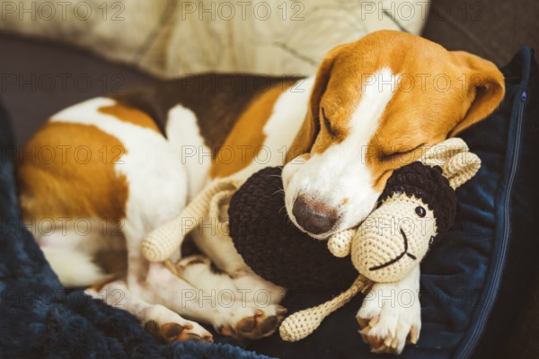 Adorable Beagle dog sleeping with his favorite sheep toy. Canine background. Lazy rainy day on couch