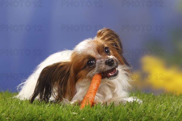 Papillon, Butterfly Puppy, Continental Dwarf Spaniel, Carrot, Carrot