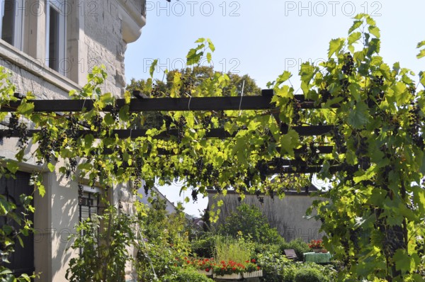 Grapes, pergola at the house