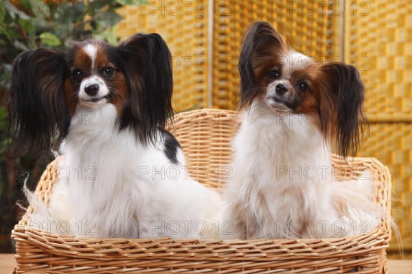 Papillons, Bitches, Butterfly Puppies, Continental Dwarf Spaniels