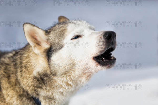 Howling husky