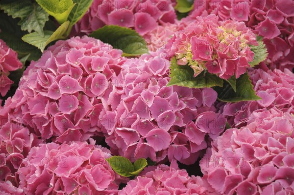 Ball hydrangea (Hydrangea macrophylla 'Schöne Bautznerin'), BS Sämann, Bautzen, Saxony, Germany, Europe