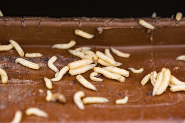 Numerous maggots on a brown rubbish bin