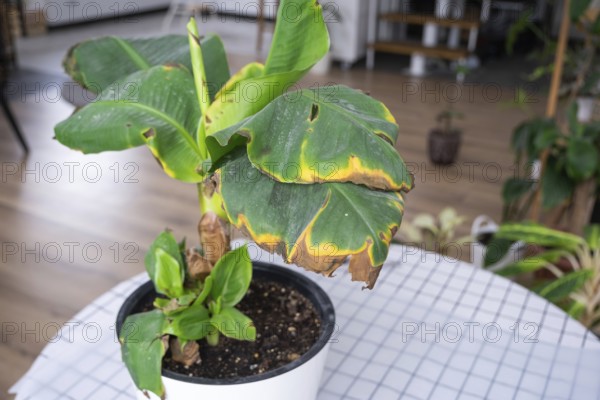 Problems in the cultivation of domestic plants Problems in cultivation of domestic plants Musa Banan, leaves leaves with yellow dry tips, wilted, affected by spider mite, overflow of plant, rotting