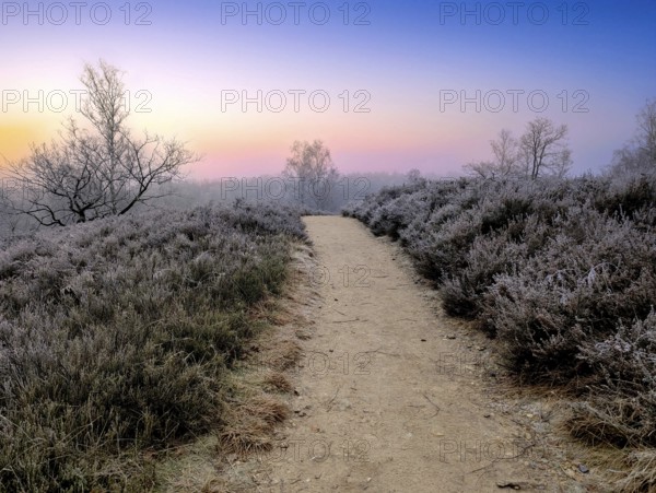 Hiking in winter in the frost in the Fischbeker Heide in Hamburg, on the Heidschnuckenweg trail
