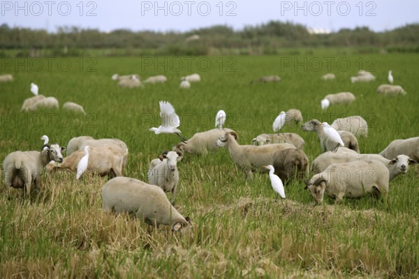 Beautiful flock of sheeps with dipped white birds over sheep back