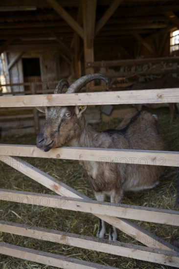 Goat in the historic sheepfold, Hohenloher Freilandmuseum, Wackershofen, Schwäbisch Hall