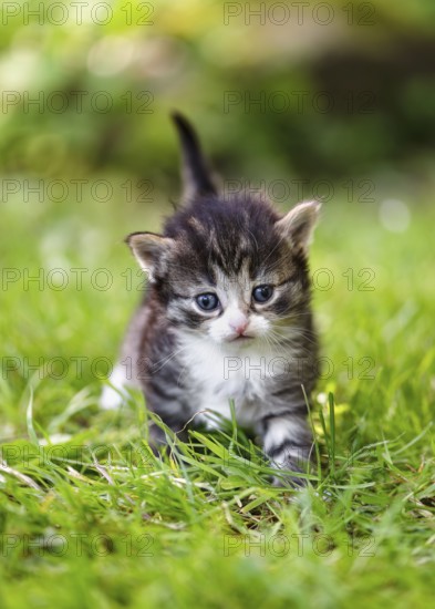 Grey, white and brown kitten walking in the grass and looking at the camera. (Felis catus)