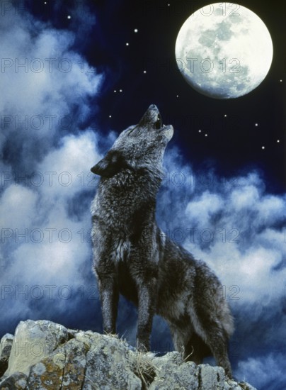 European Wolf (canis lupus), Adult Howling at the Moon