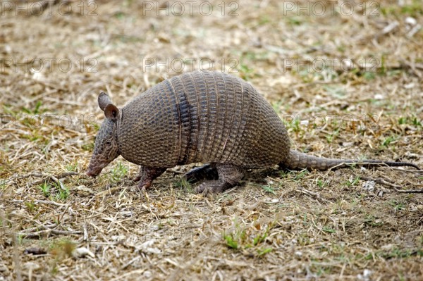 Nine Banded Armadillo (dasypus novemcinctus), Adult, Los Lianos in Venezuela