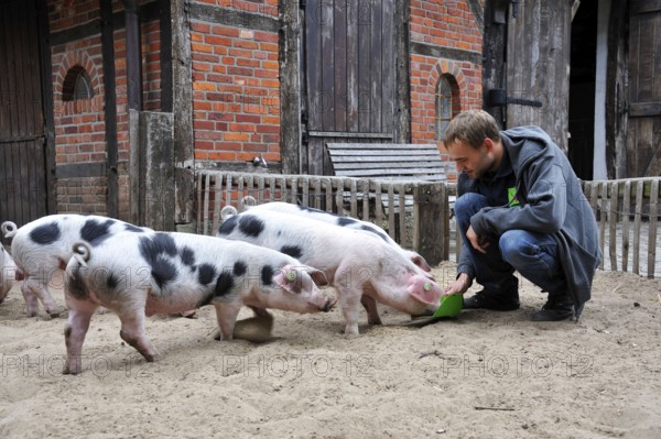 Colourful Bentheimer pigs, Nordhorn Zoo, Nordhorn, Lower Saxony, Germany, Europe