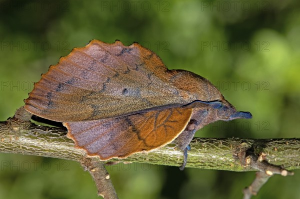 Lappet (Gastropacha quercifolia), male