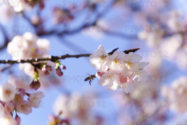 Close-up of a bee in flight pollinating cherry blossoms with blue sky in the background