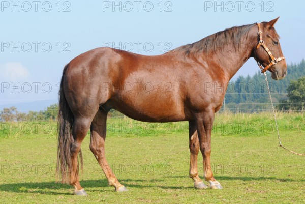 American Quarter Horse, gelding, dark chestnut, halter, lateral