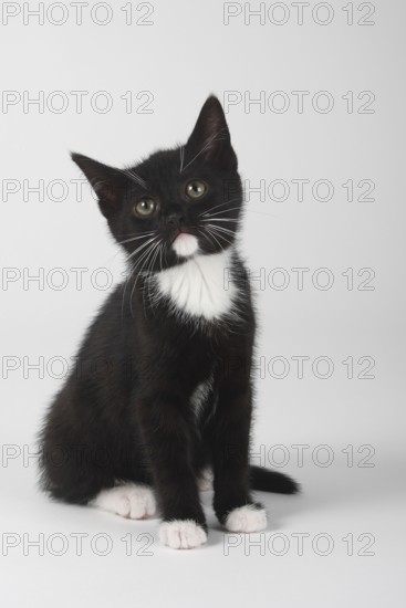 Domestic cat, kitten, 8 weeks