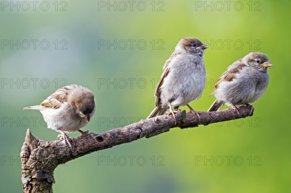 House Sparrow (Passer domesticus), fledged young birds start feeding themselves after 1 or 2 days after leaving the nest (House Sparrow) (Photo House Sparrow fledged young birds), House Sparrow, fledged birds start feeding themselves after 1 or 2 days (English Sparrow) (Photo House Sparrow fledglings)