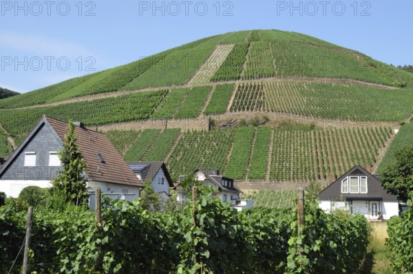 Vineyard near Dernau in the Ahr Valley